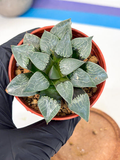 Haworthia Muke (wa5) (b15) | Rare Import