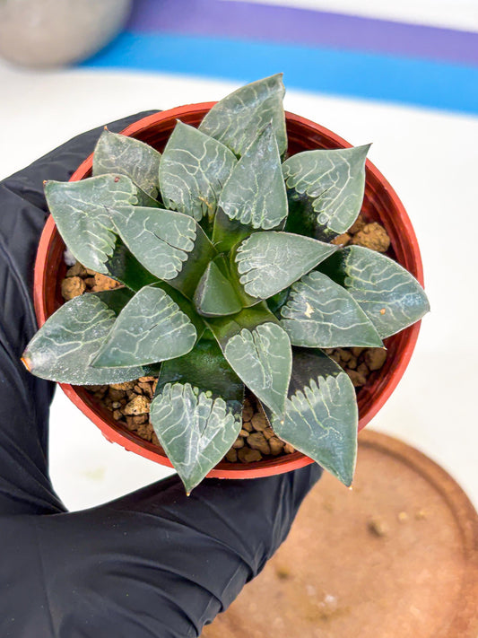 Haworthia Muke (wa5) (b15) | Rare Import