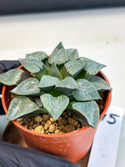 Haworthia Muke (wa5) (b15) | Rare Import