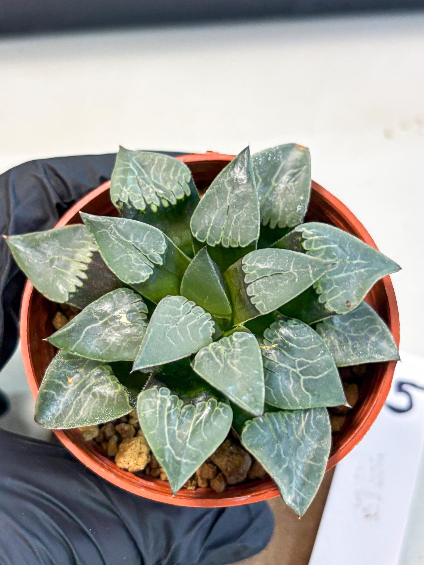 Haworthia Muke (wa5) (b15) | Rare Import