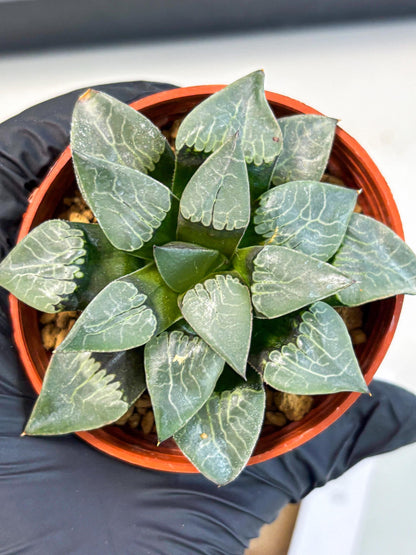 Haworthia Muke (wa5) (b15) | Rare Import