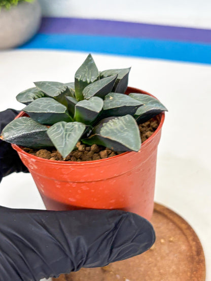 Haworthia Muke (wa5) (b15) | Rare Import