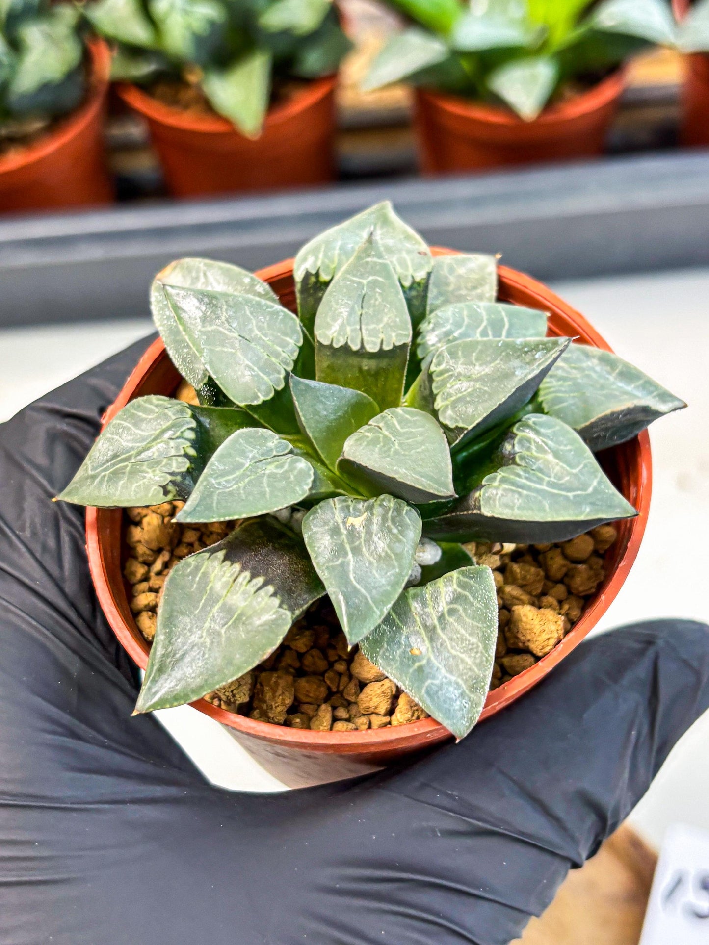 Haworthia Muke (wa5) (b15) | Rare Import