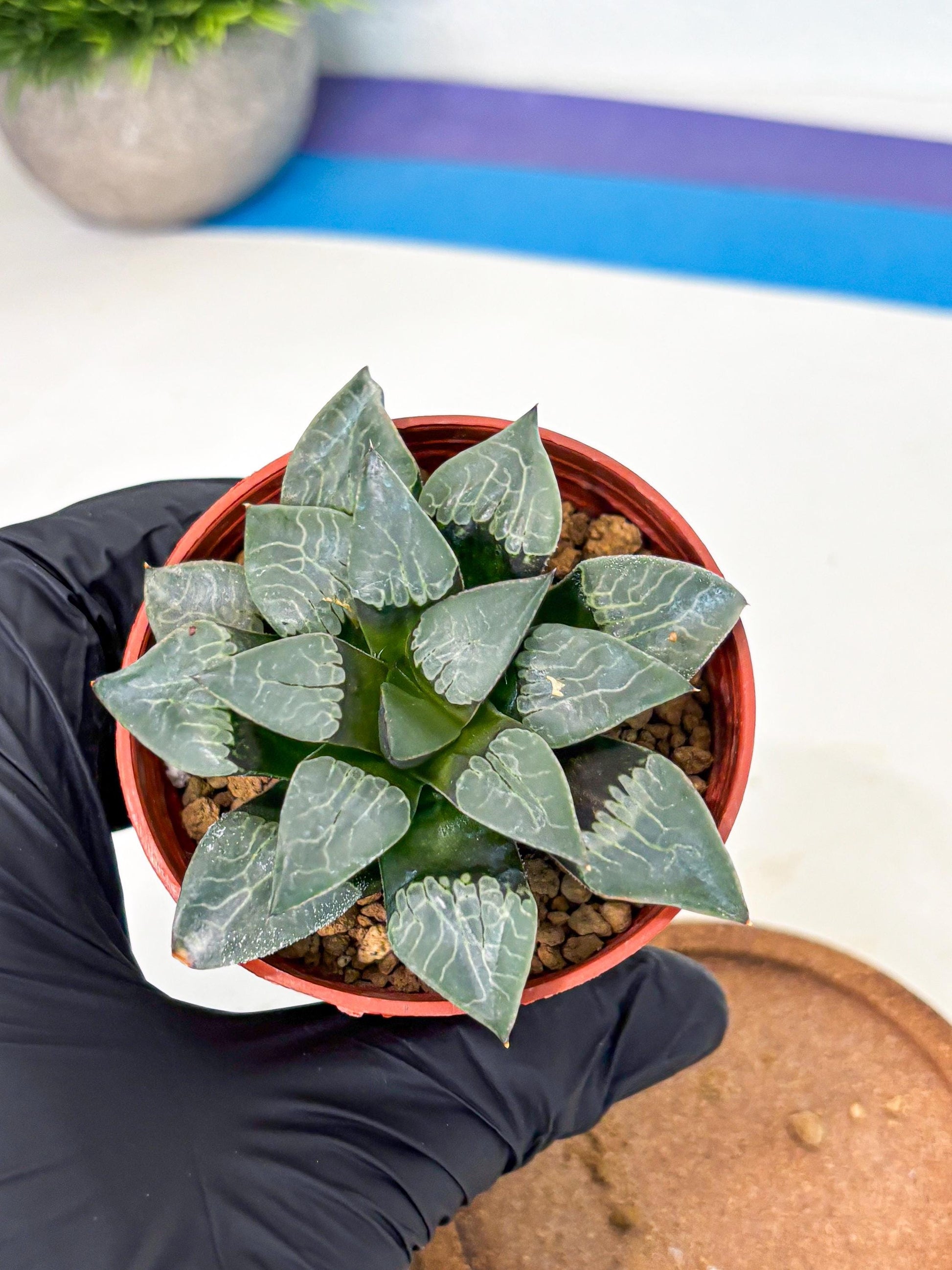 Haworthia Muke (wa5) (b15) | Rare Import