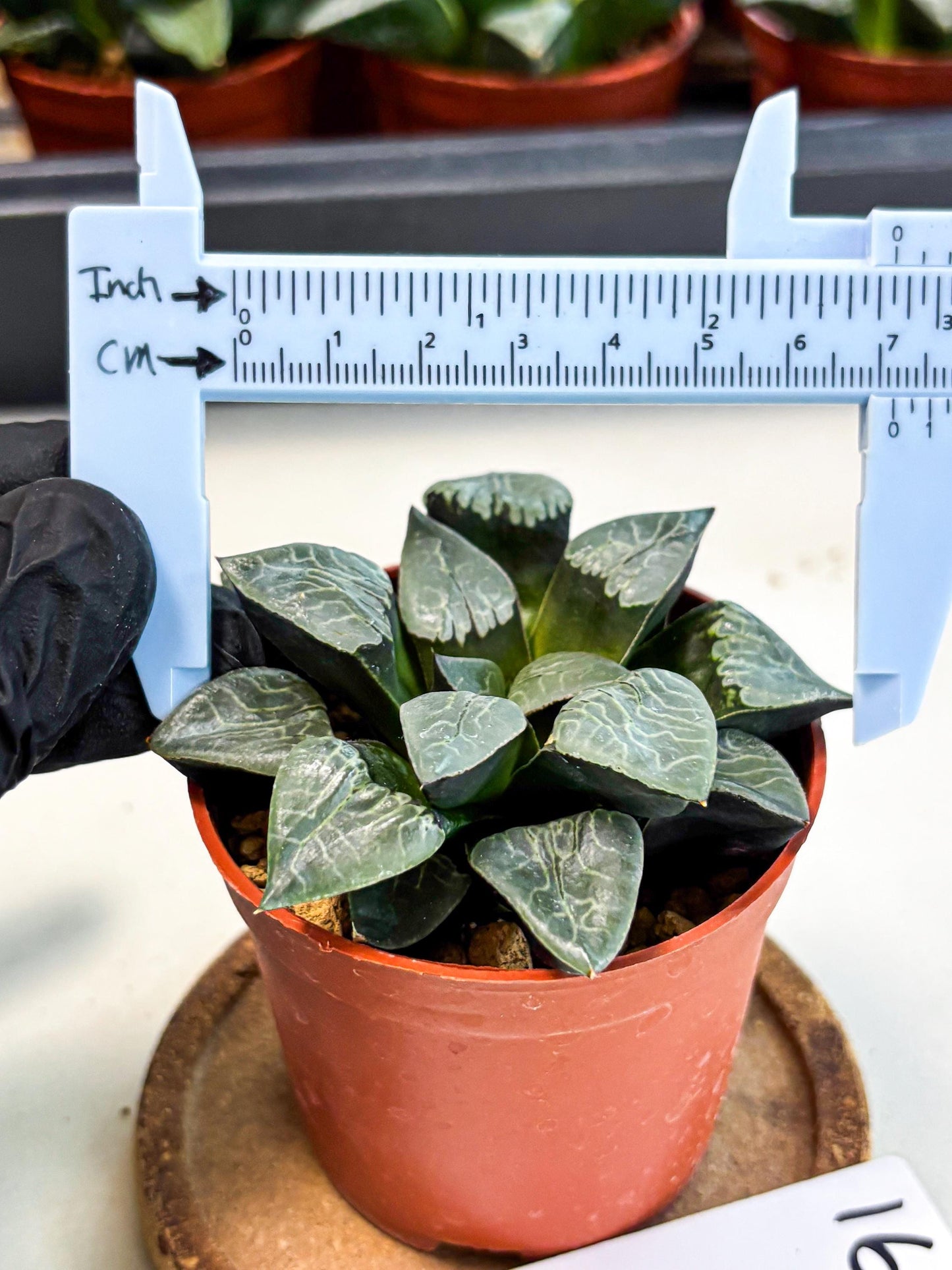 Haworthia Muke (wa5) (b16) | Rare Import