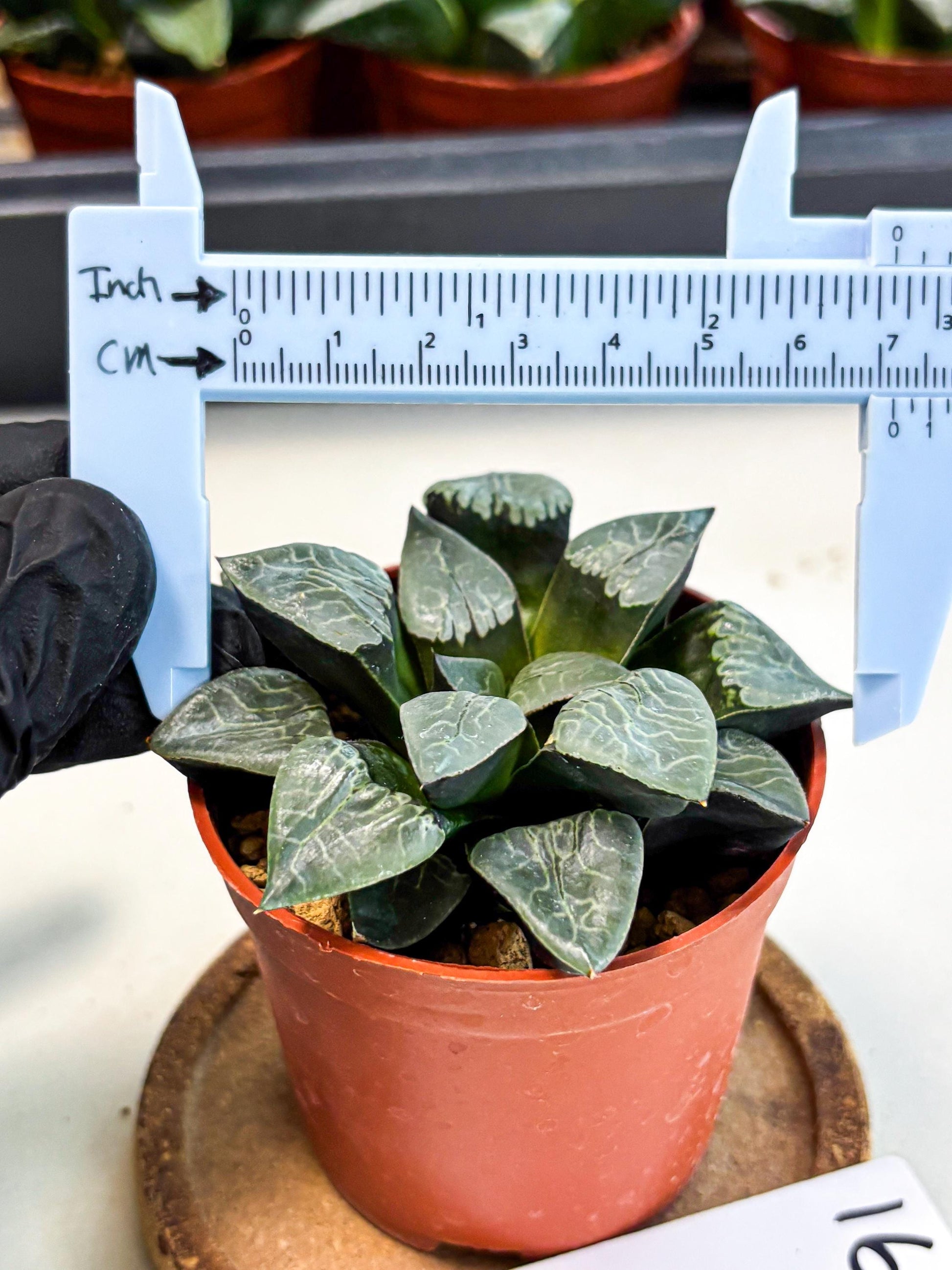 Haworthia Muke (wa5) (b16) | Rare Import