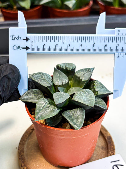 Haworthia Muke (wa5) (b16) | Rare Import
