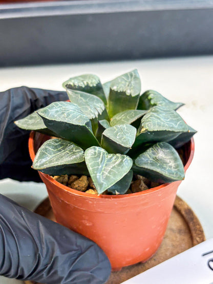 Haworthia Muke (wa5) (b16) | Rare Import
