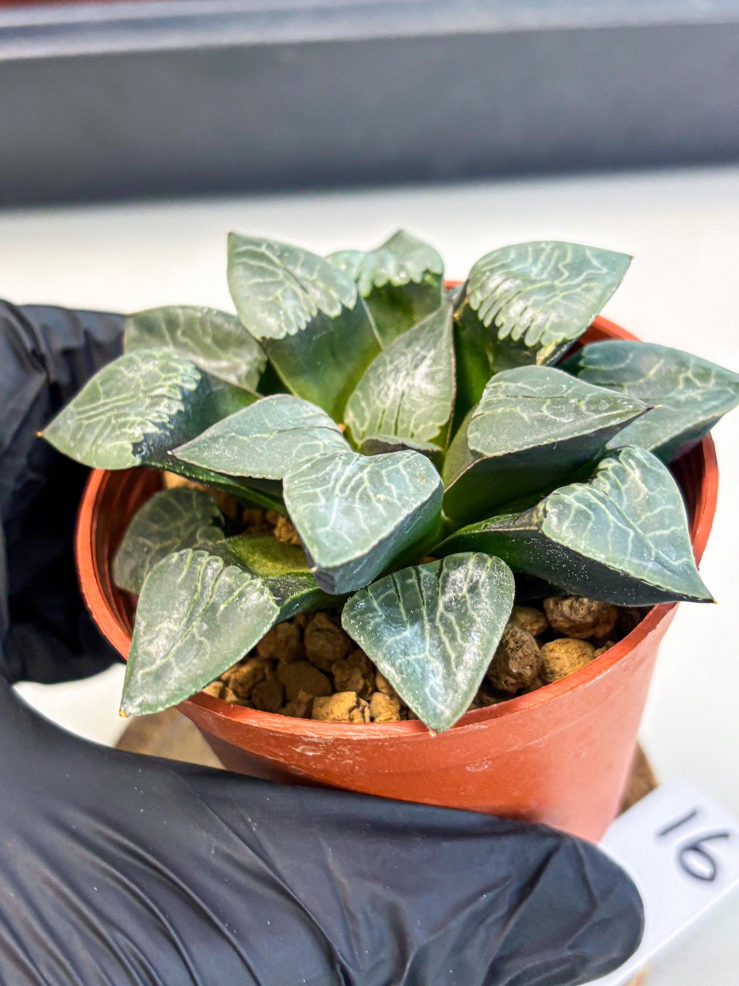 Haworthia Muke (wa5) (b16) | Rare Import