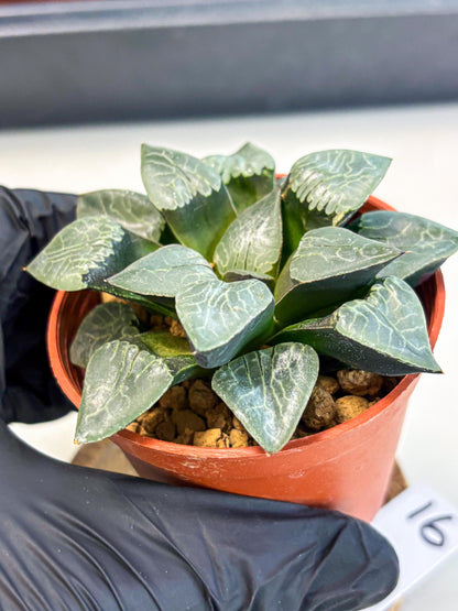 Haworthia Muke (wa5) (b16) | Rare Import