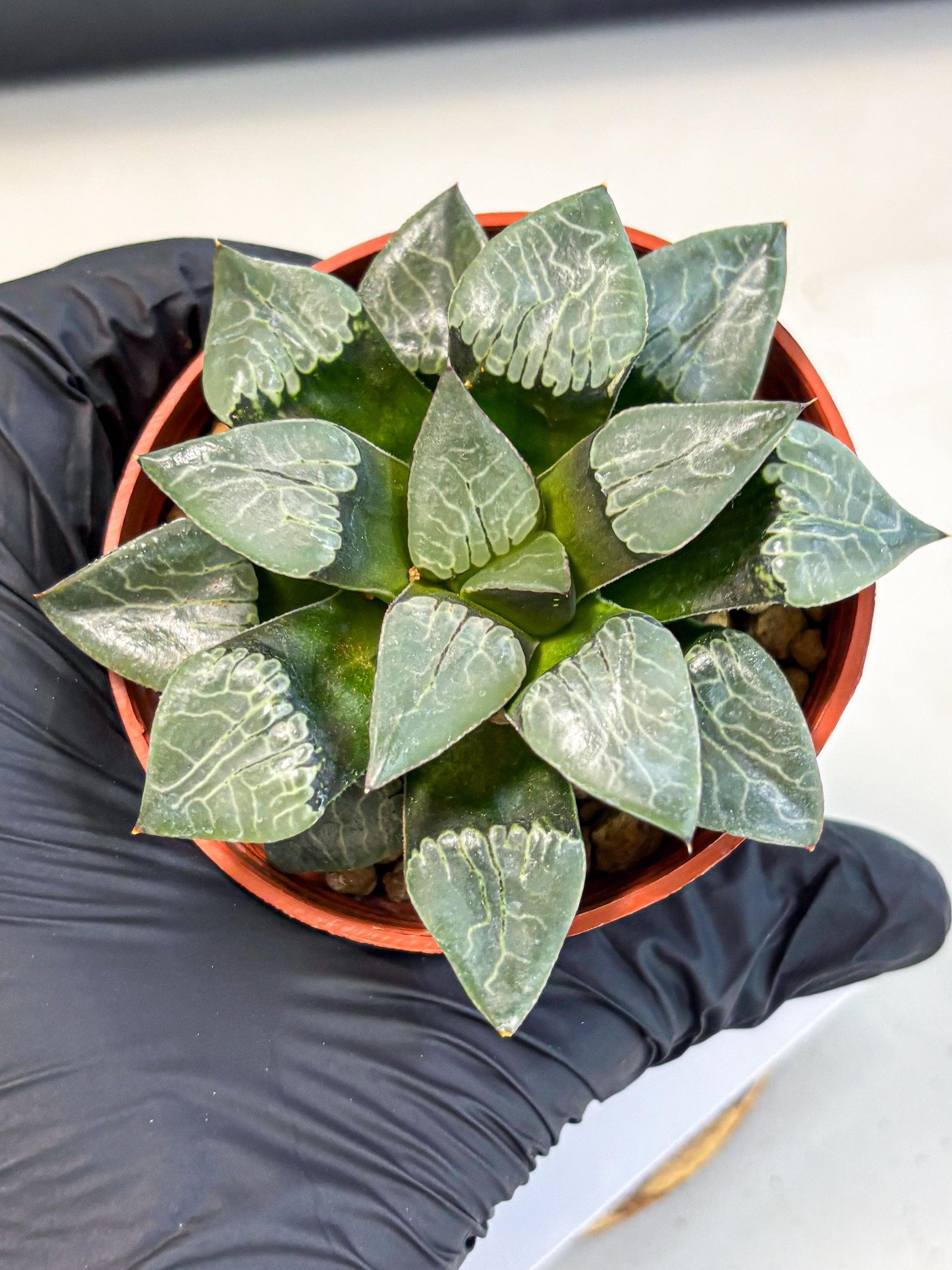 Haworthia Muke (wa5) (b16) | Rare Import