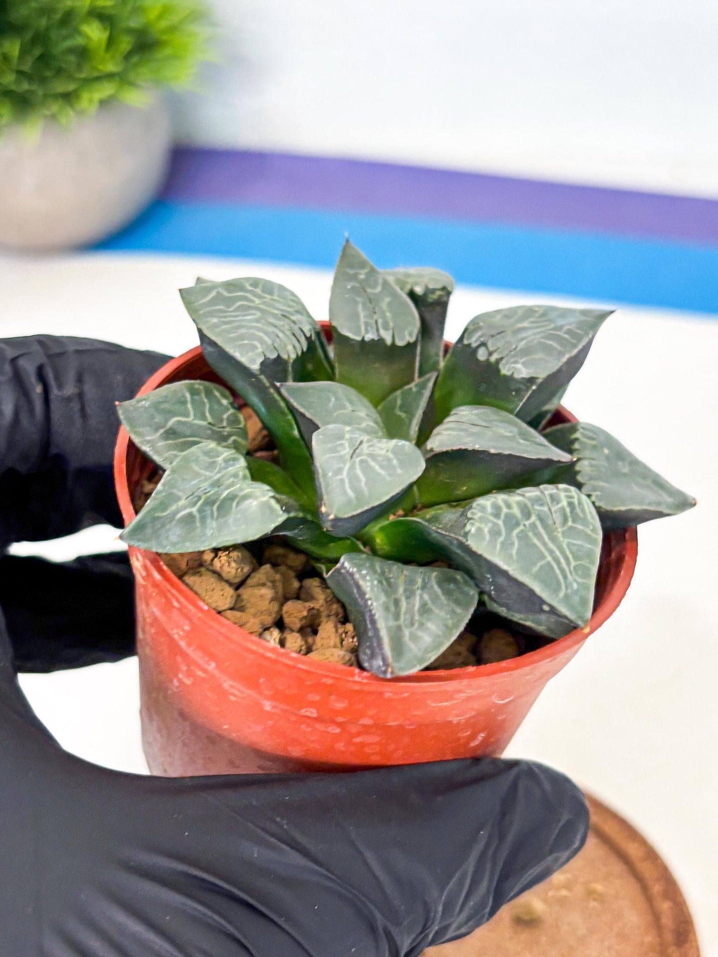 Haworthia Muke (wa5) (b16) | Rare Import