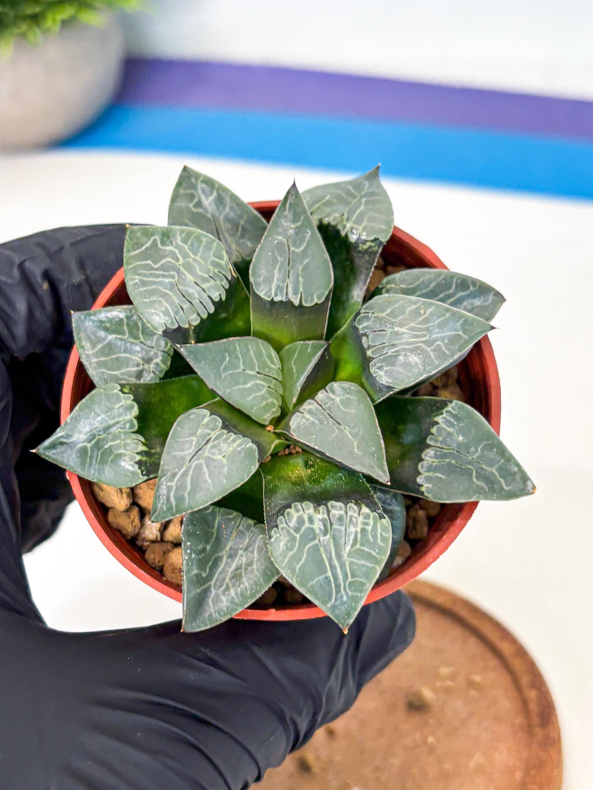 Haworthia Muke (wa5) (b16) | Rare Import