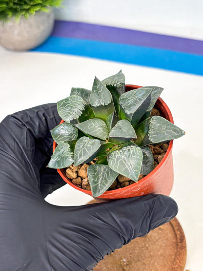 Haworthia Muke (wa5) (b16) | Rare Import
