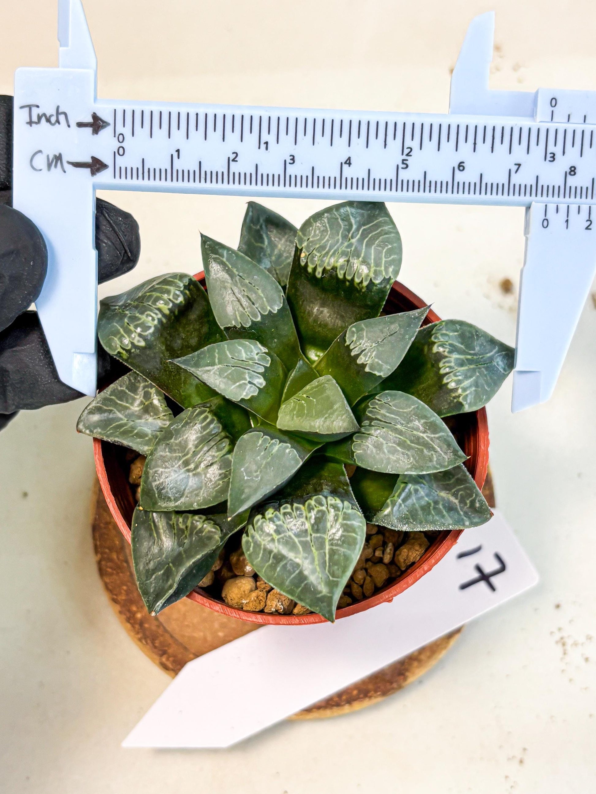 Haworthia Muke (wa5) (b17) | Rare Import