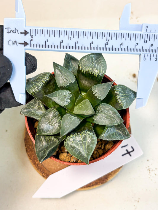 Haworthia Muke (wa5) (b17) | Rare Import