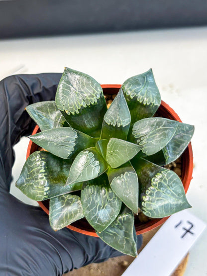 Haworthia Muke (wa5) (b17) | Rare Import