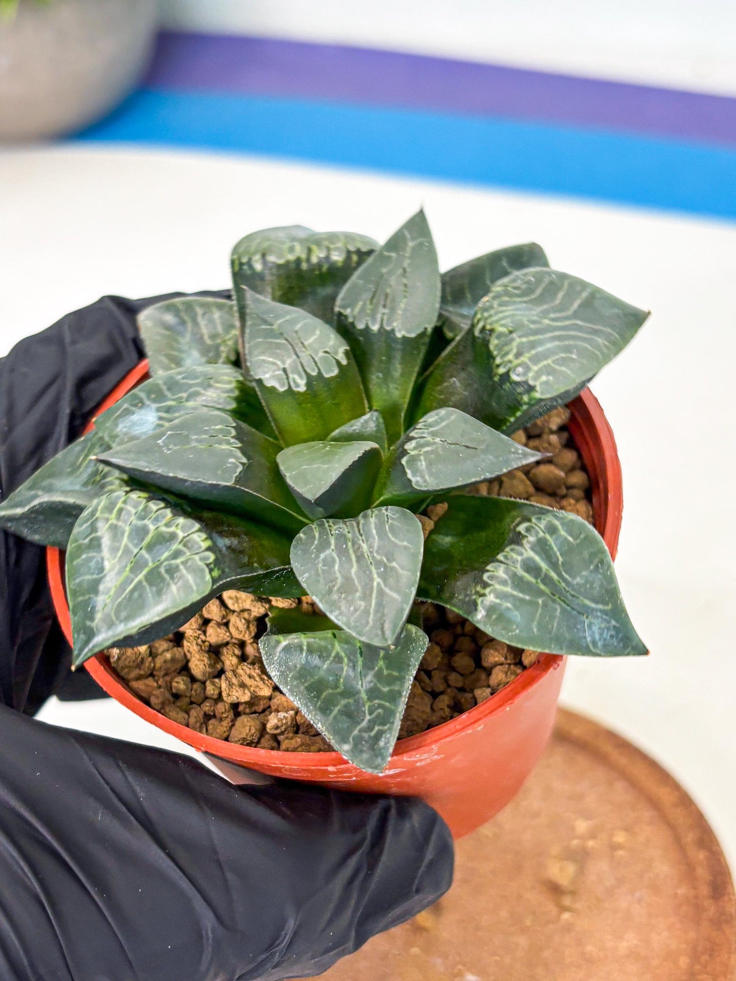 Haworthia Muke (wa5) (b17) | Rare Import