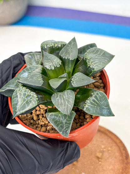 Haworthia Muke (wa5) (b17) | Rare Import