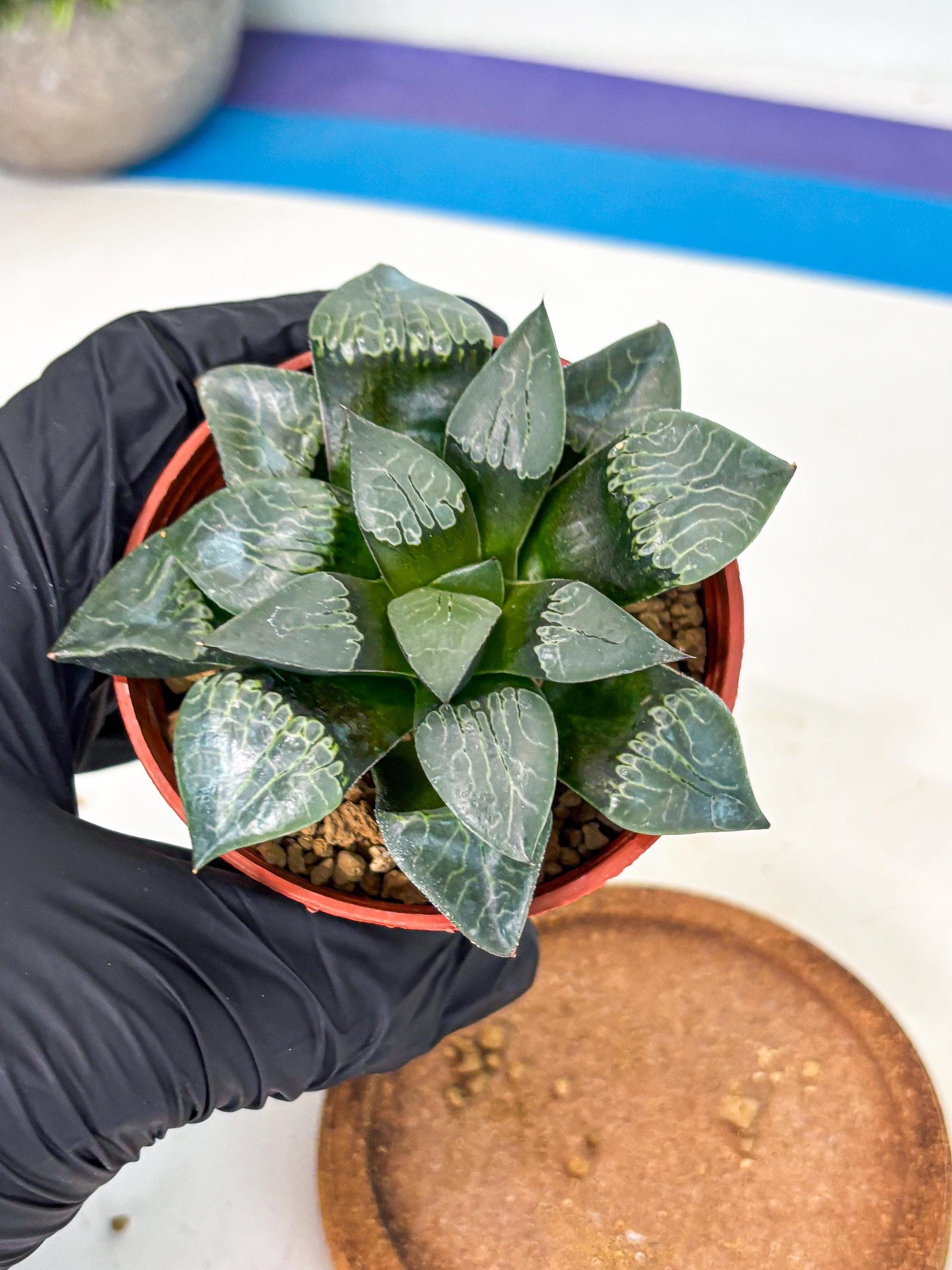 Haworthia Muke (wa5) (b17) | Rare Import