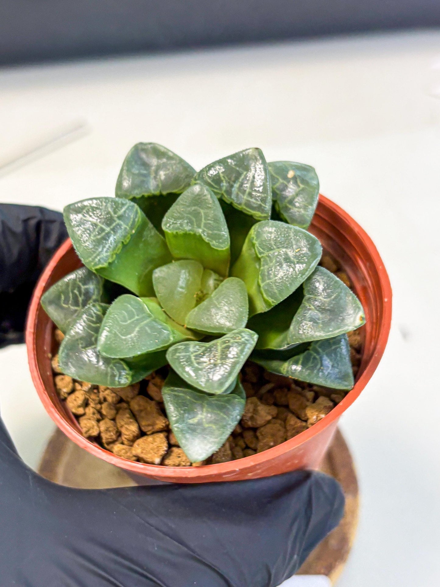 Haworthia Xiangyun (wa5) (b18) | Rare Import