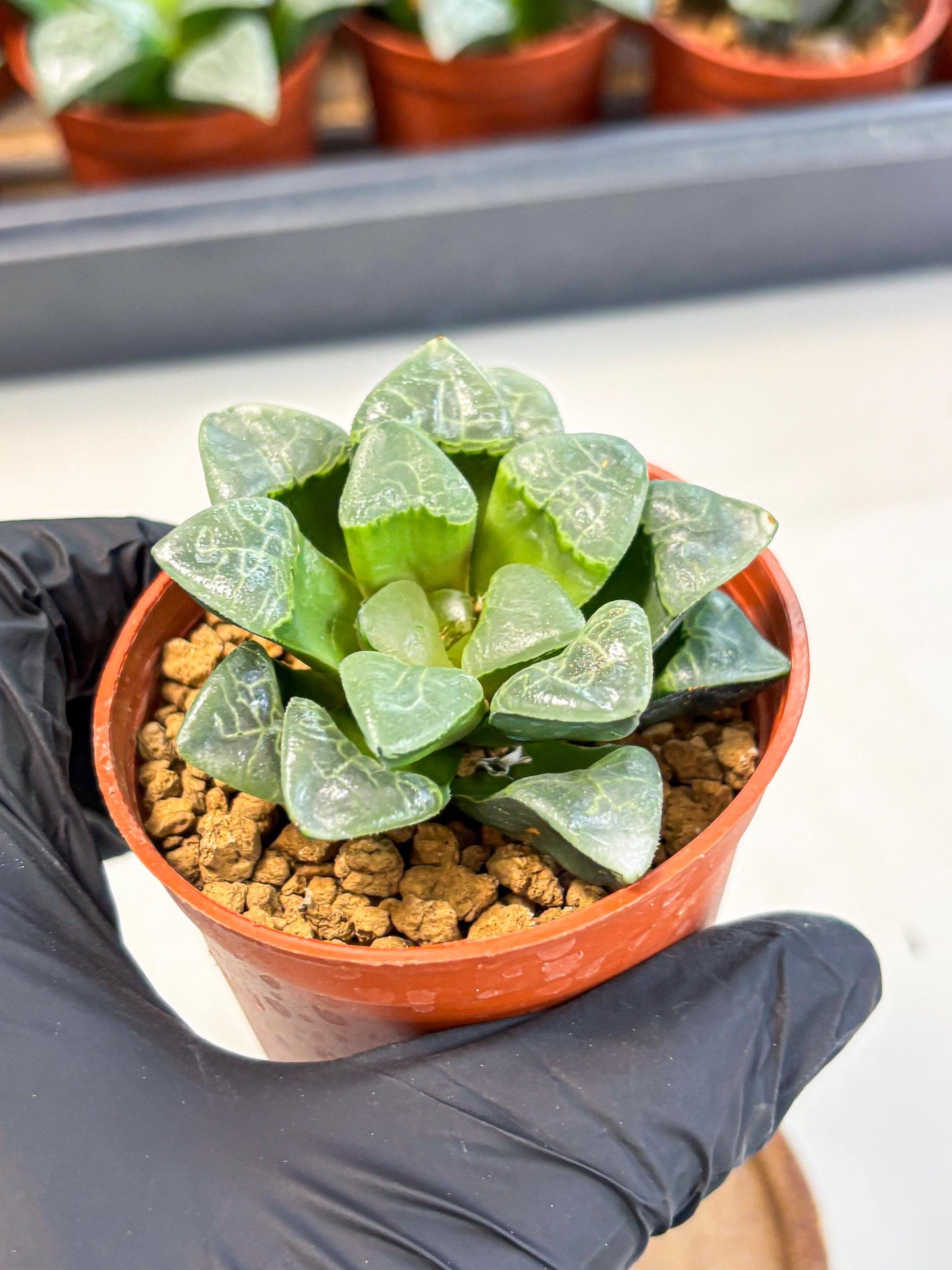 Haworthia Xiangyun (wa5) (b18) | Rare Import