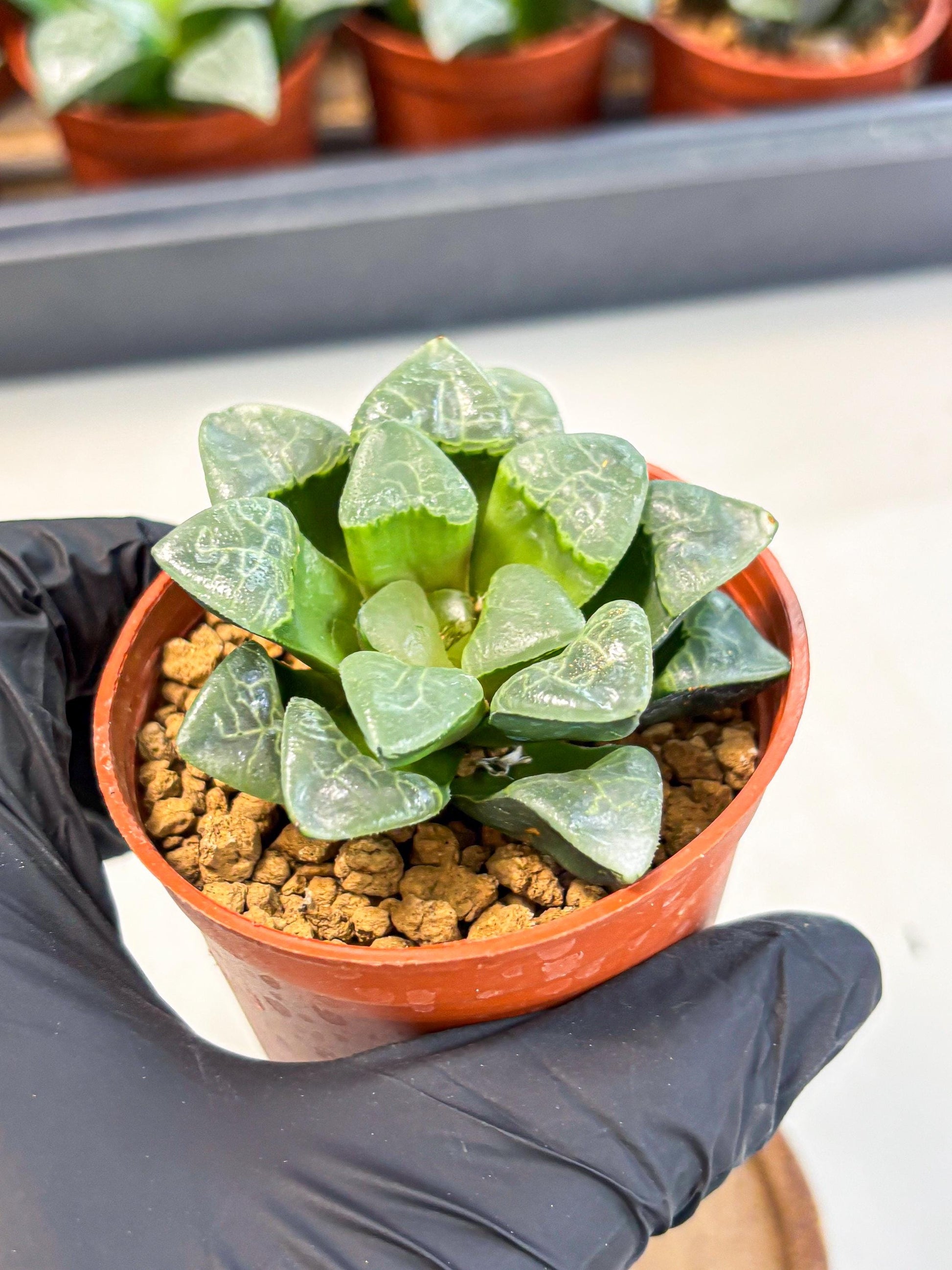 Haworthia Xiangyun (wa5) (b18) | Rare Import