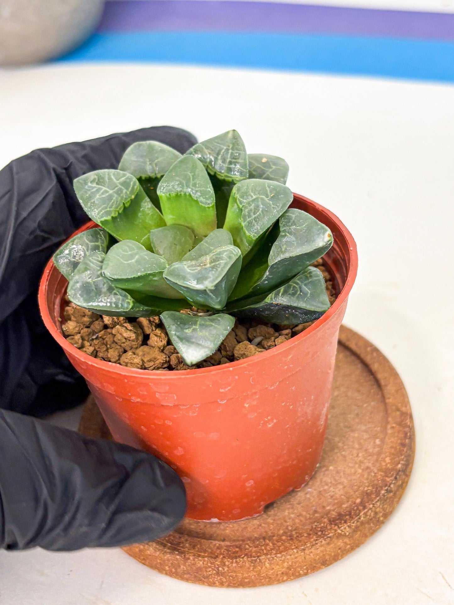 Haworthia Xiangyun (wa5) (b18) | Rare Import