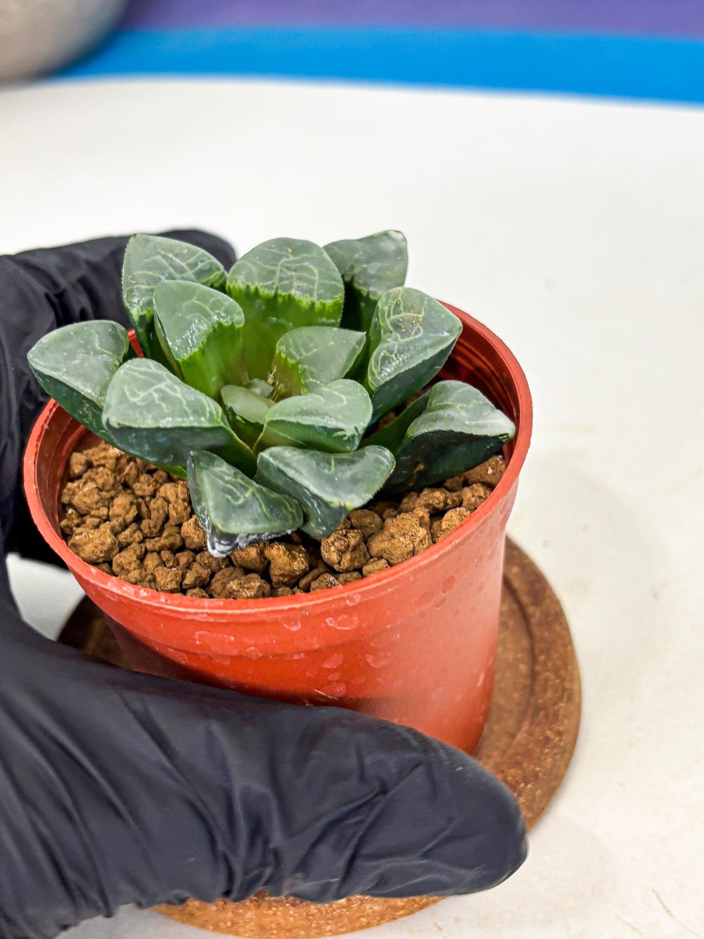 Haworthia Xiangyun (wa5) (b18) | Rare Import