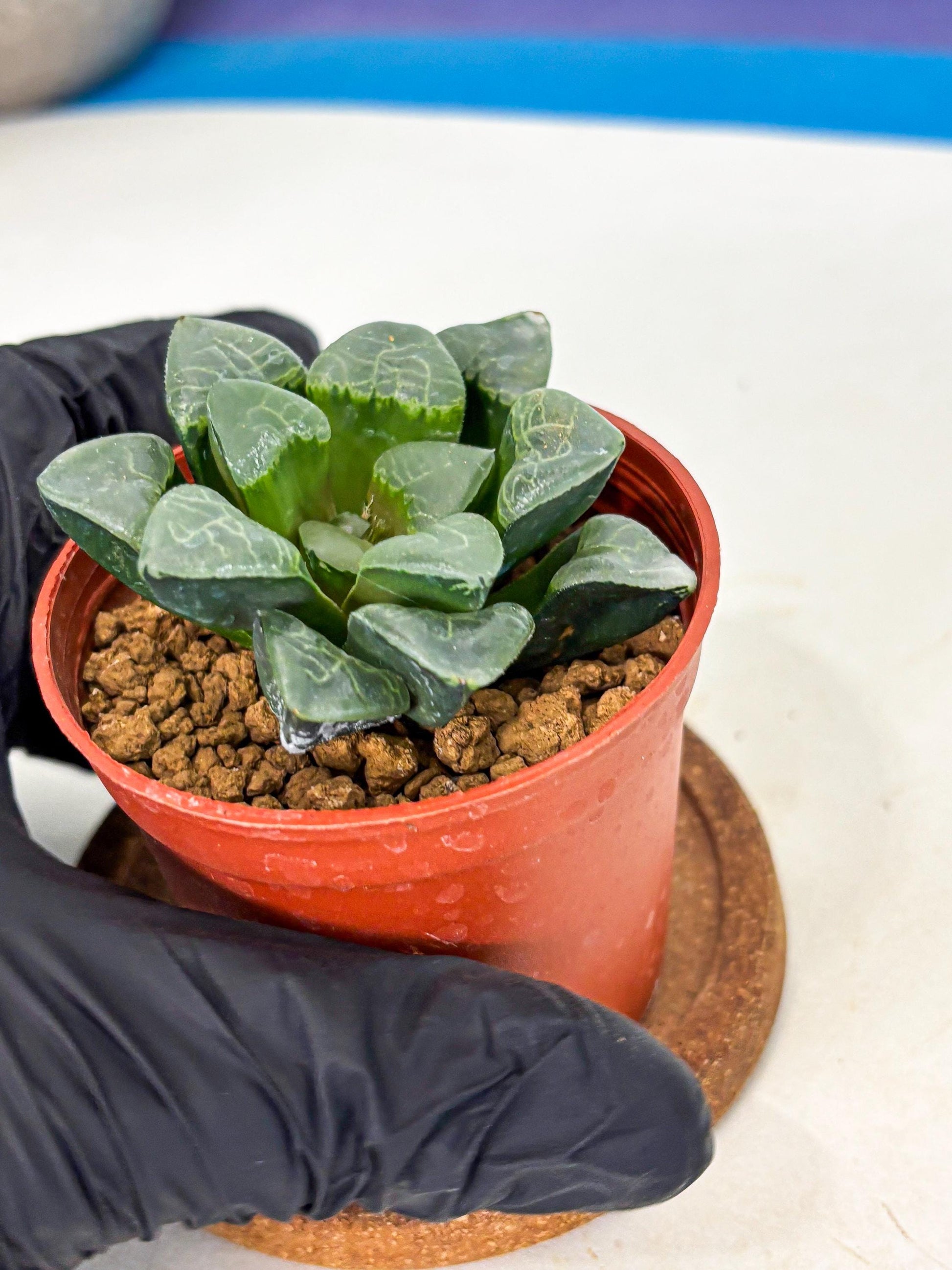 Haworthia Xiangyun (wa5) (b18) | Rare Import