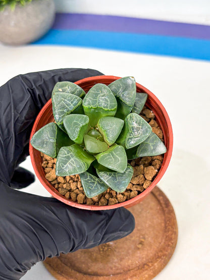 Haworthia Xiangyun (wa5) (b18) | Rare Import