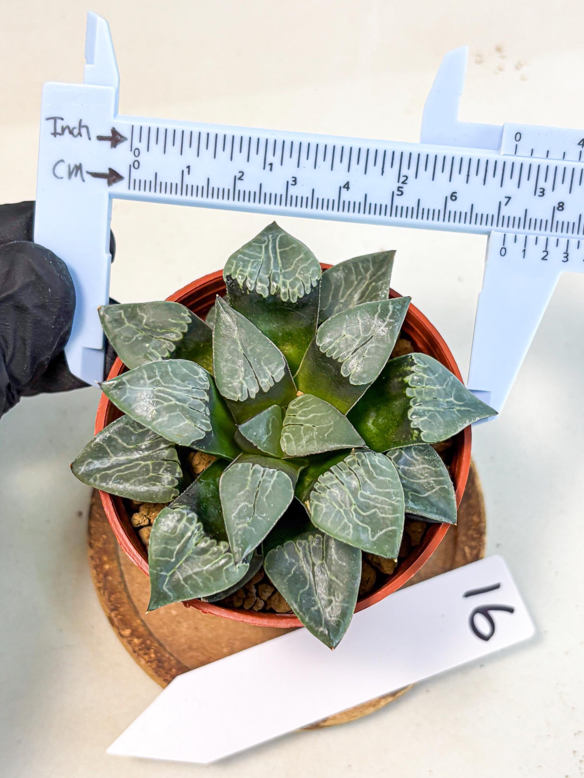 Haworthia Muke (wa5) (b16) | Rare Import