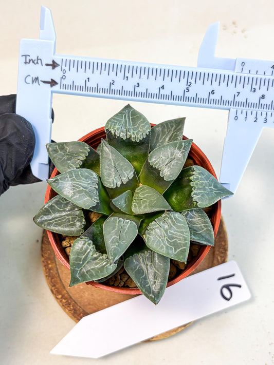 Haworthia Muke (wa5) (b16) | Rare Import