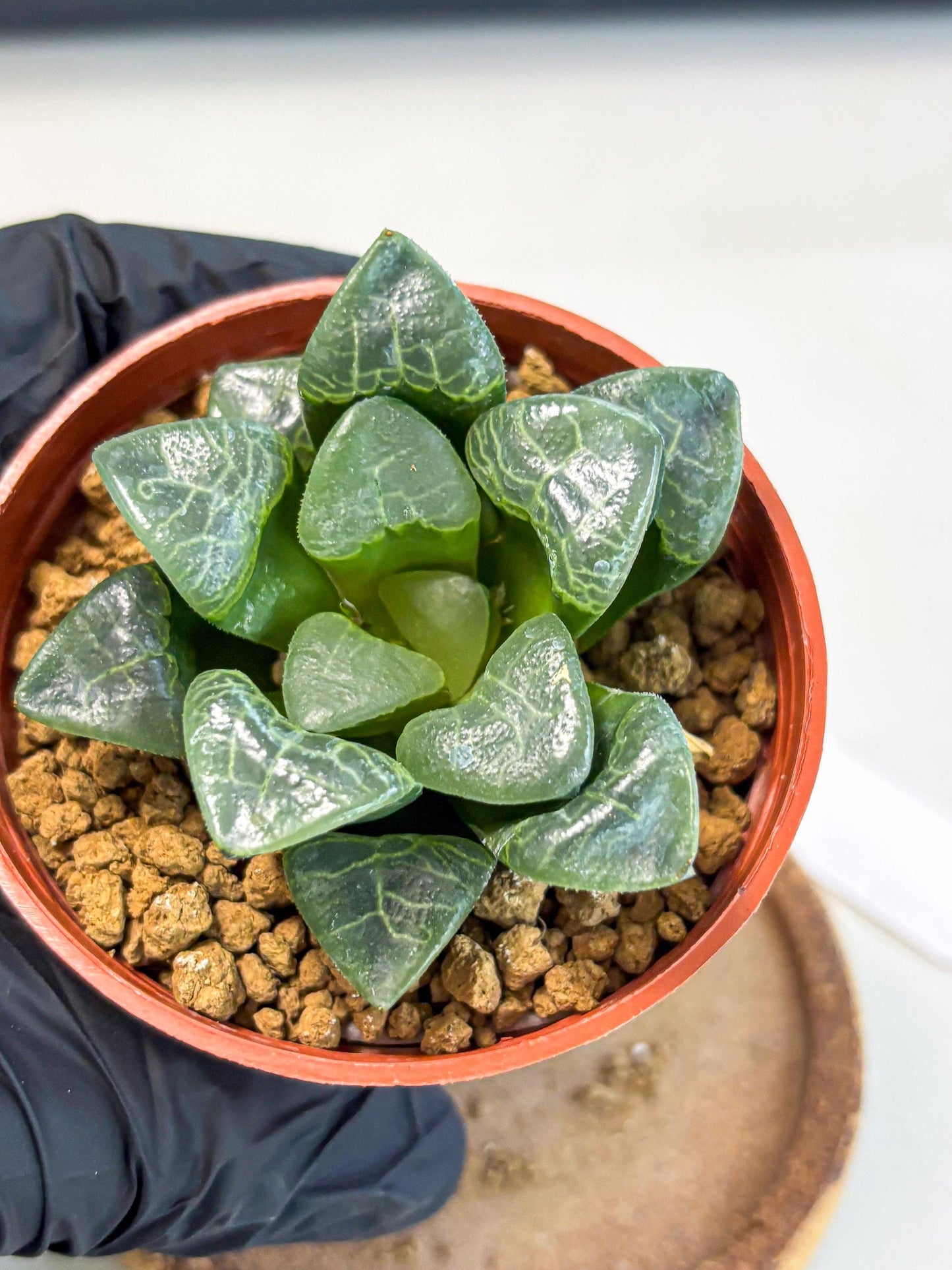 Haworthia Xiangyun (wa5) (p12) | Rare Import