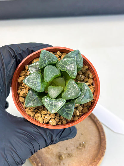 Haworthia Xiangyun (wa5) (p12) | Rare Import