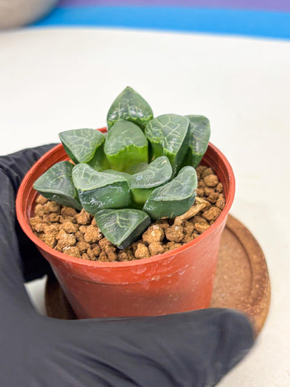 Haworthia Xiangyun (wa5) (p12) | Rare Import