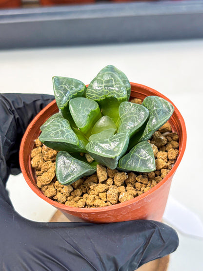 Haworthia Xiangyun (wa5) (p12) | Rare Import