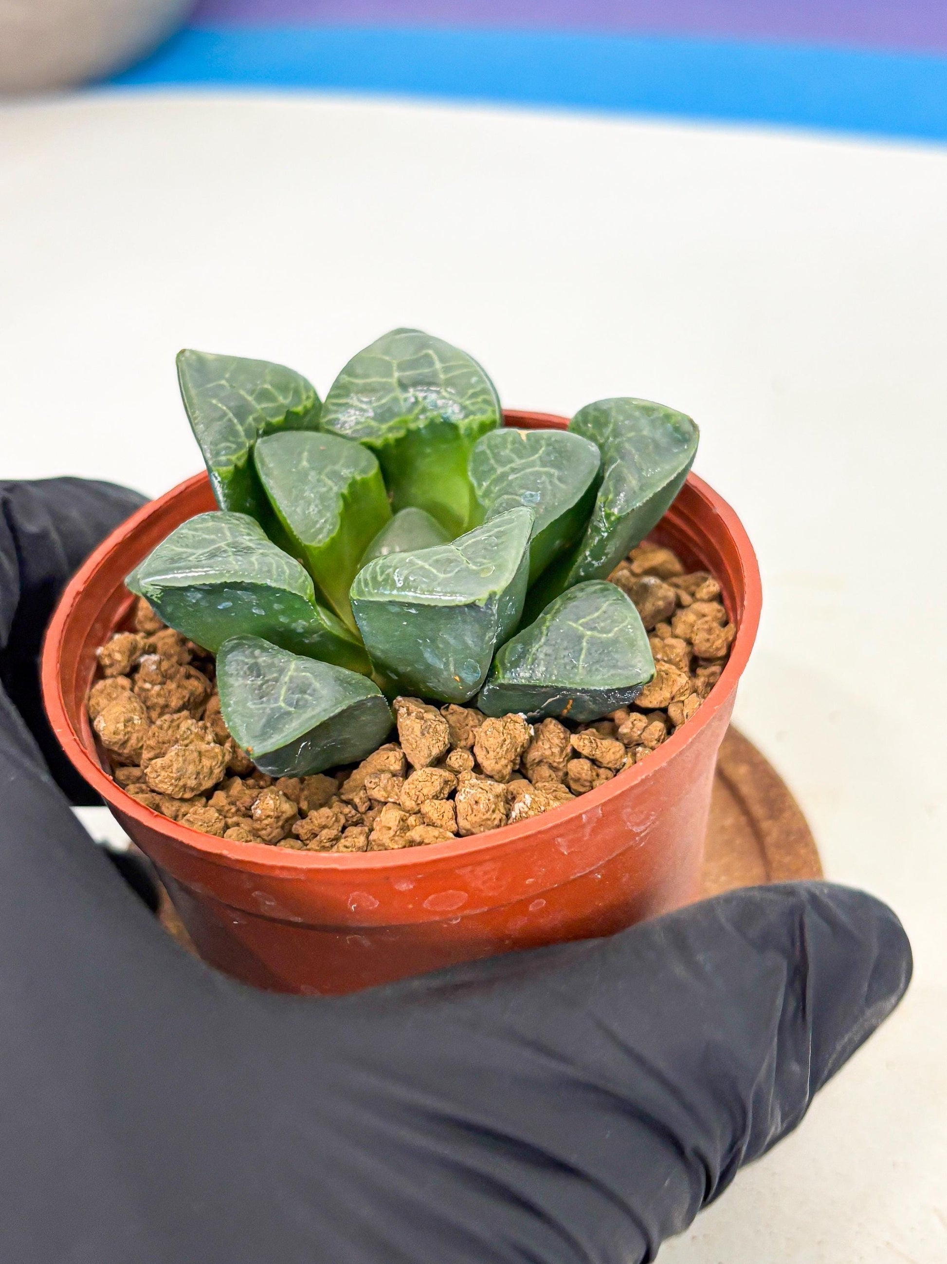 Haworthia Xiangyun (wa5) (p12) | Rare Import