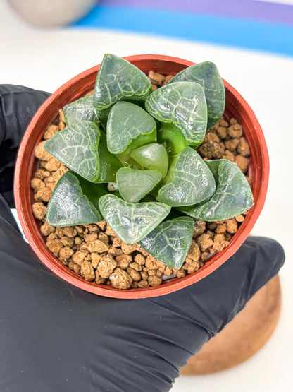 Haworthia Xiangyun (wa5) (p12) | Rare Import
