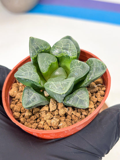 Haworthia Xiangyun (wa5) (p12) | Rare Import
