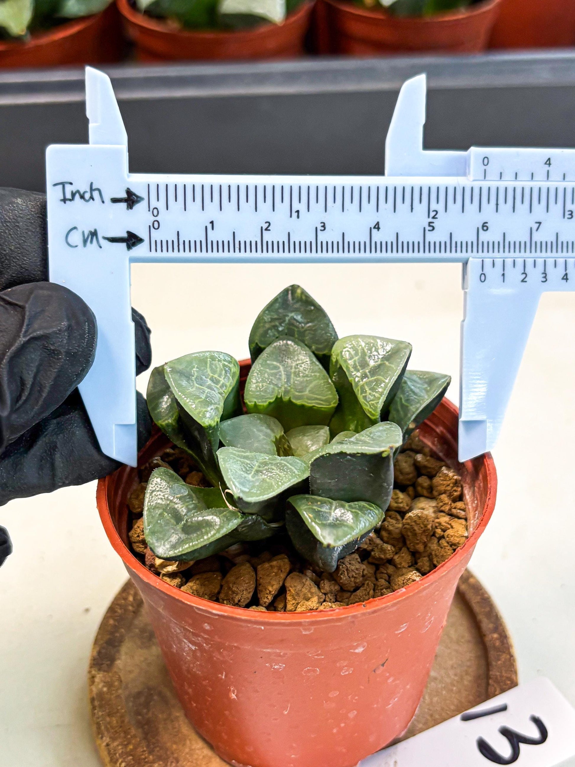 Haworthia Xiangyun (wa5) (p13) | Rare Import