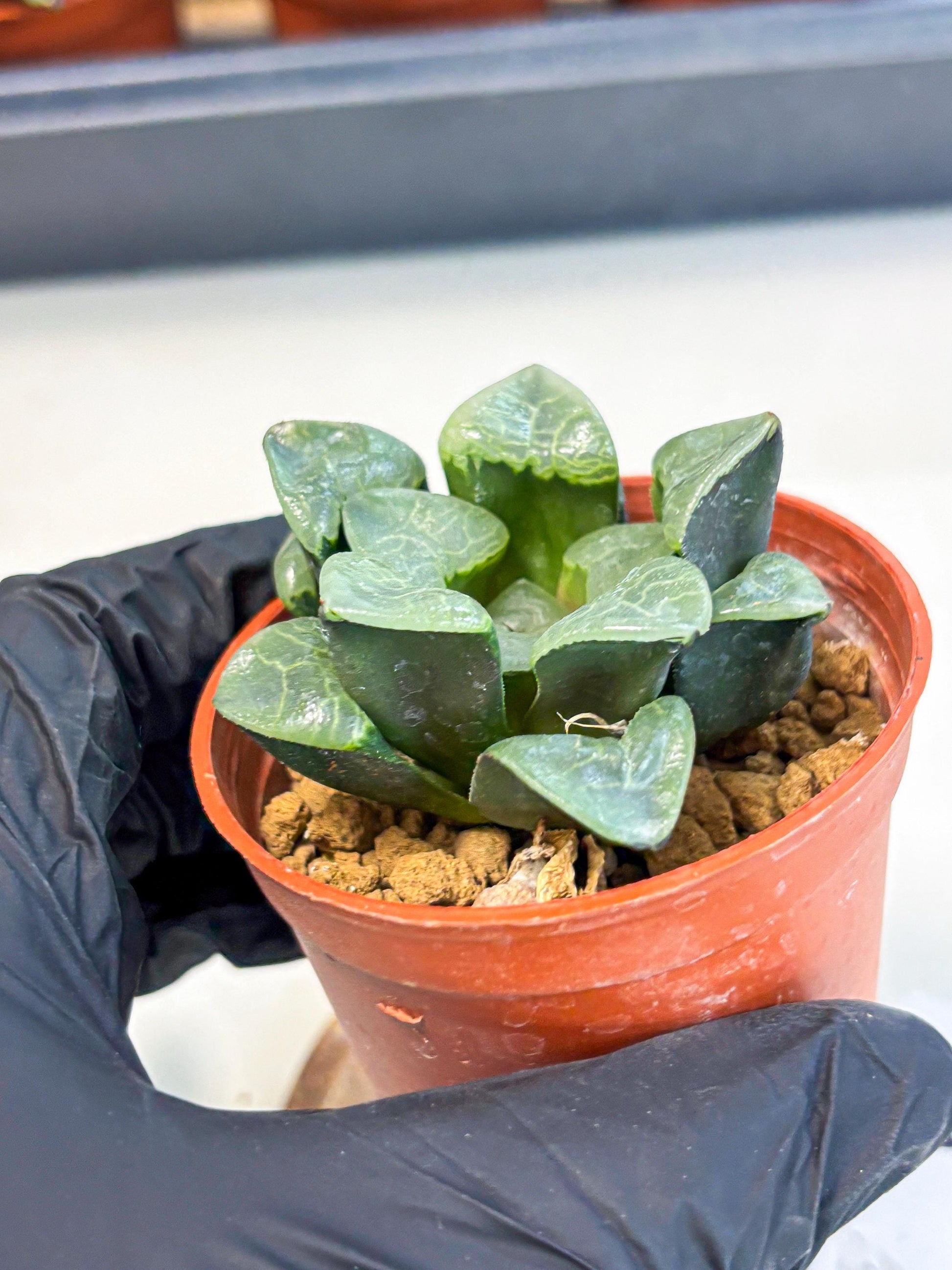 Haworthia Xiangyun (wa5) (p13) | Rare Import