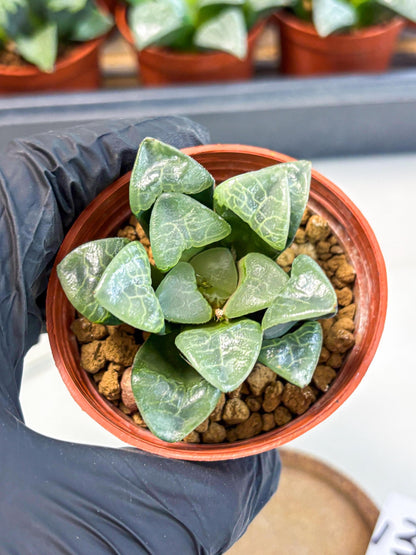 Haworthia Xiangyun (wa5) (p13) | Rare Import