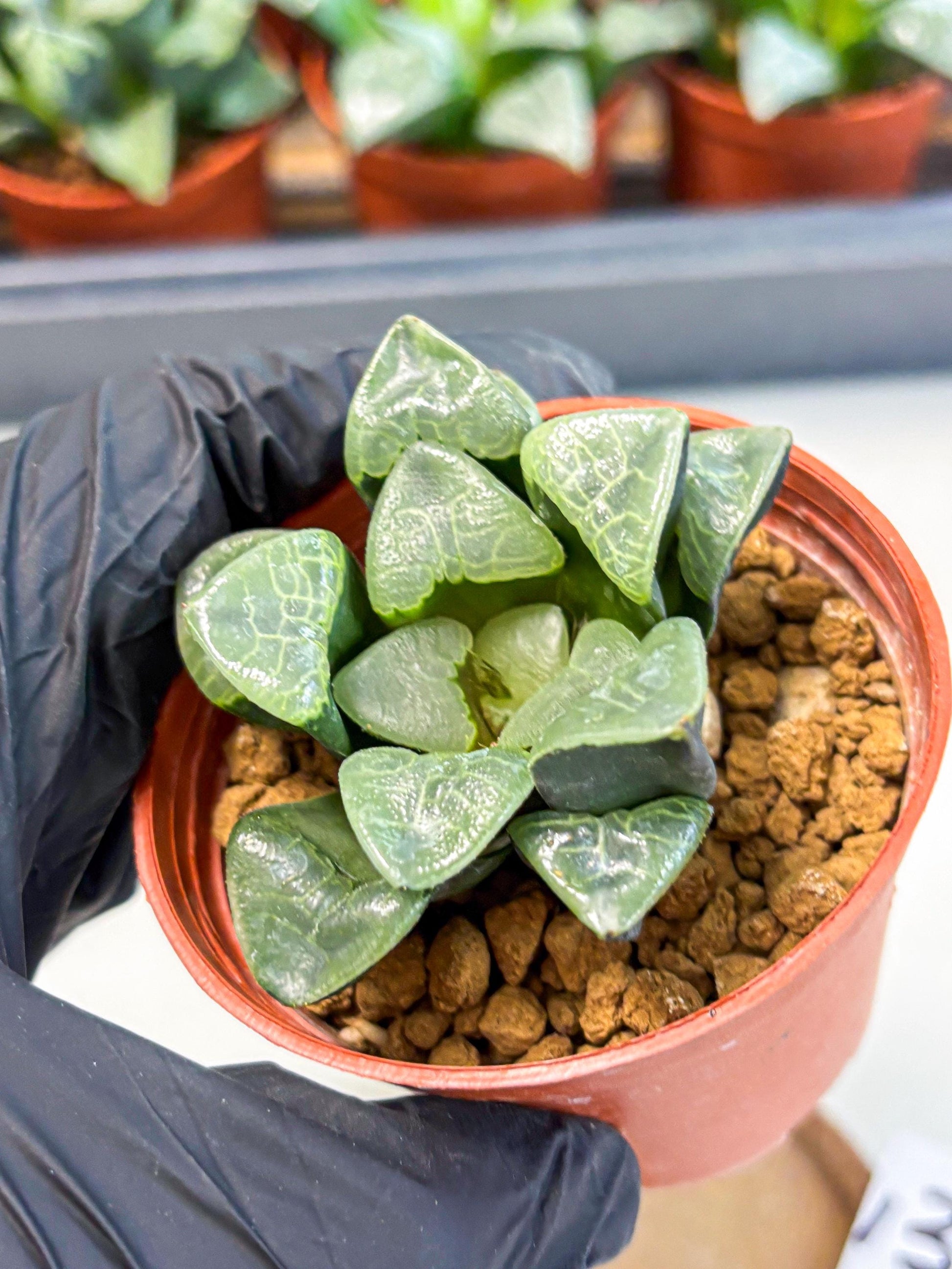 Haworthia Xiangyun (wa5) (p13) | Rare Import