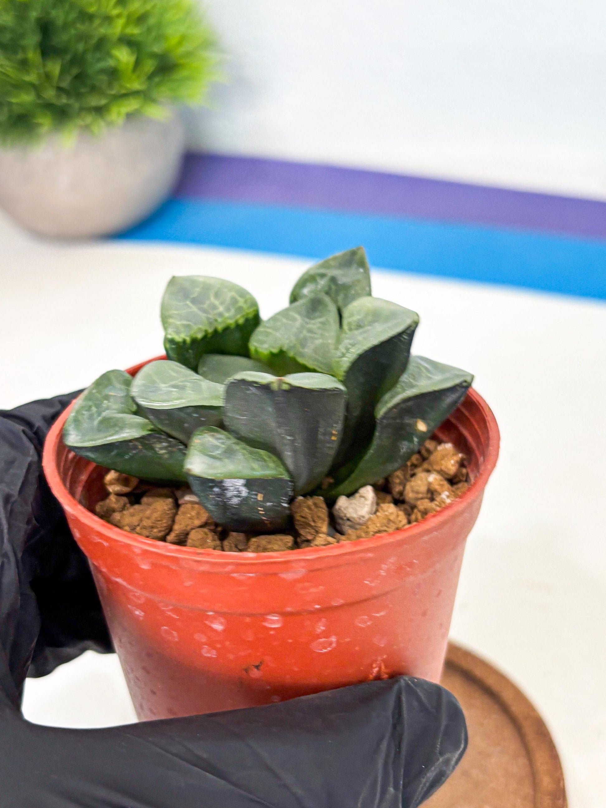 Haworthia Xiangyun (wa5) (p13) | Rare Import