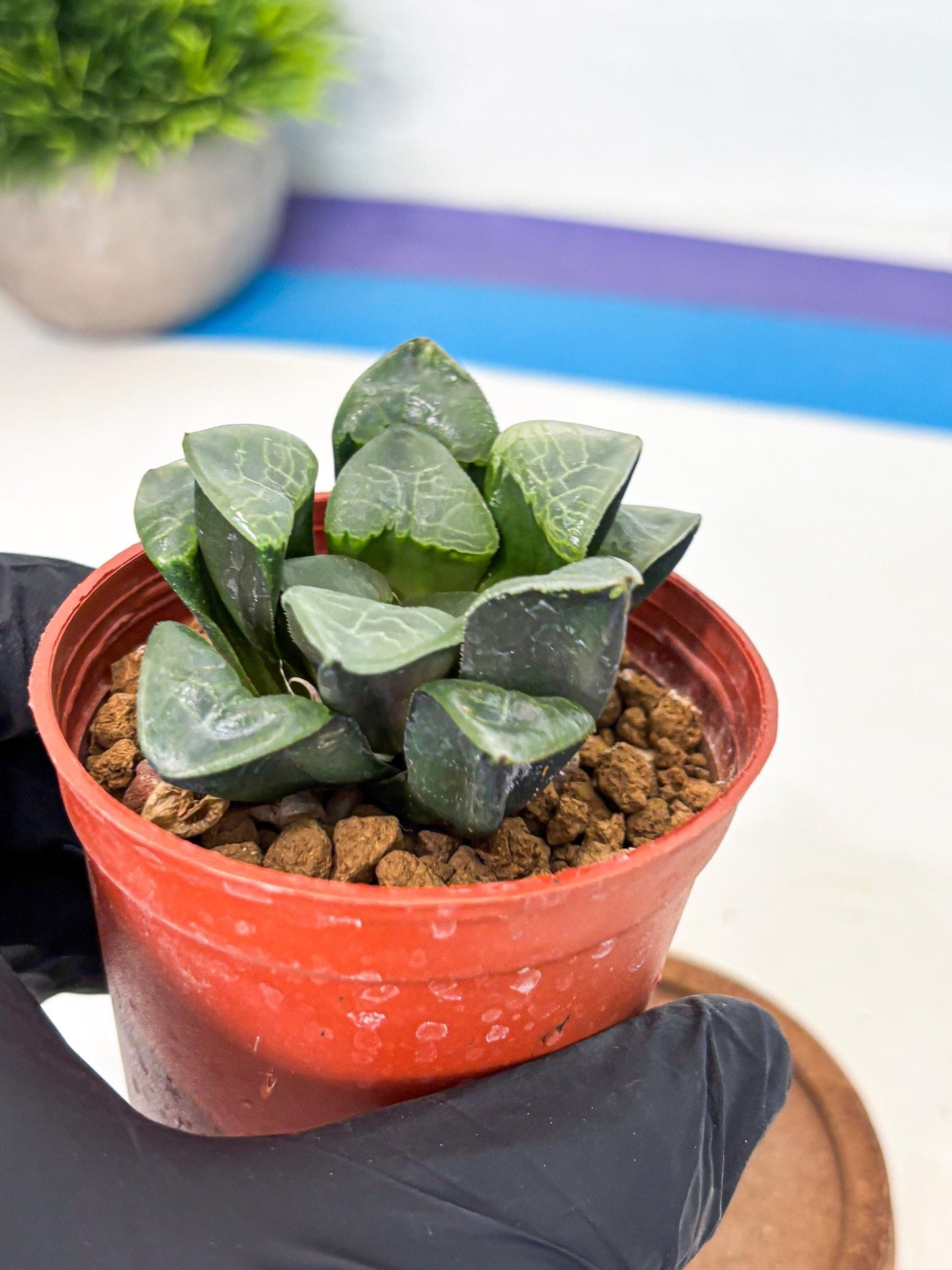 Haworthia Xiangyun (wa5) (p13) | Rare Import