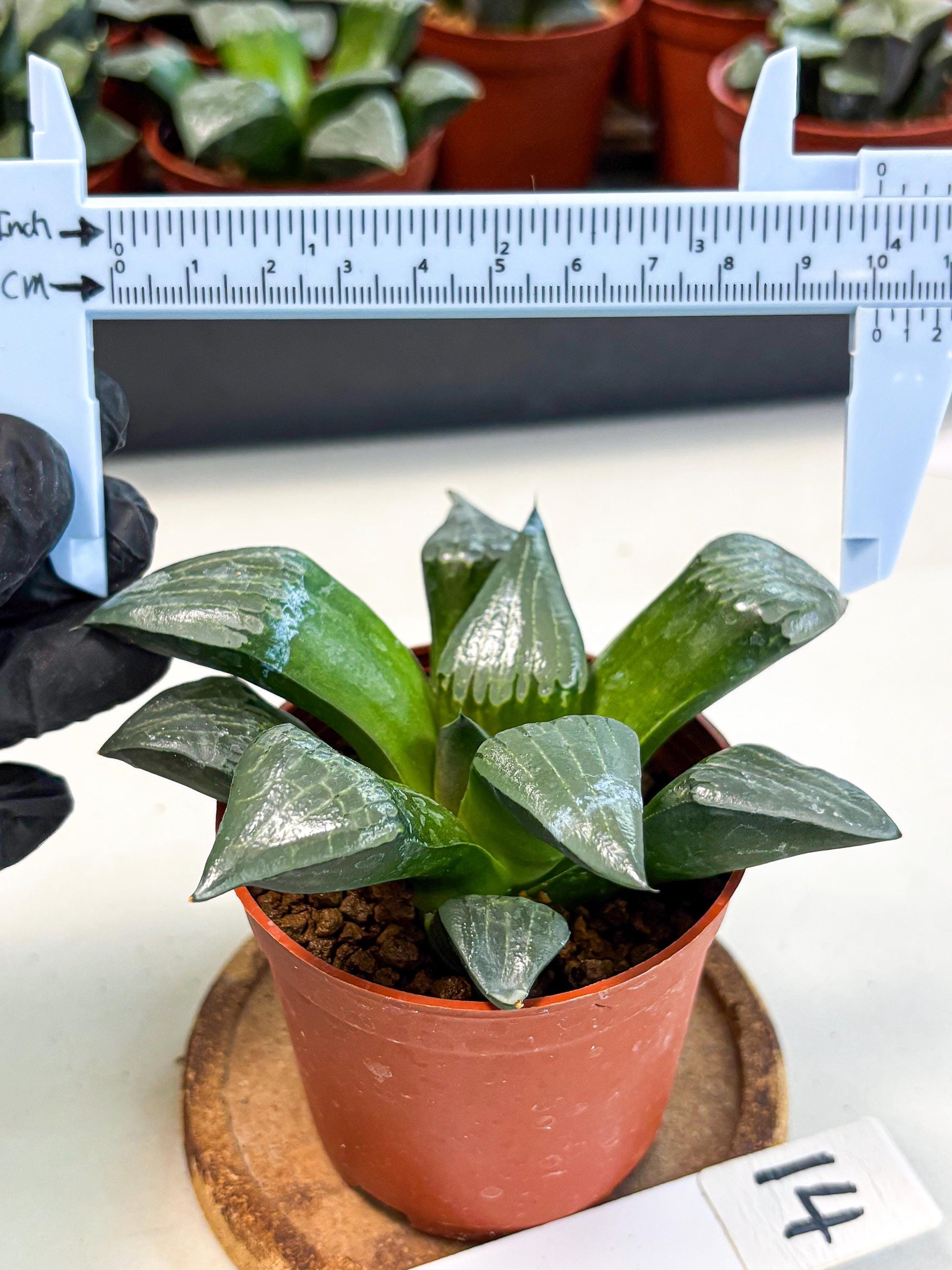 Haworthia Afang Gong (wa5) (p14) | Rare Import