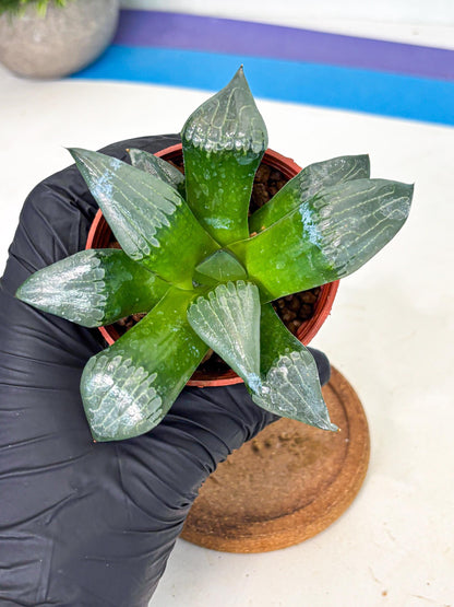Haworthia Afang Gong (wa5) (p14) | Rare Import
