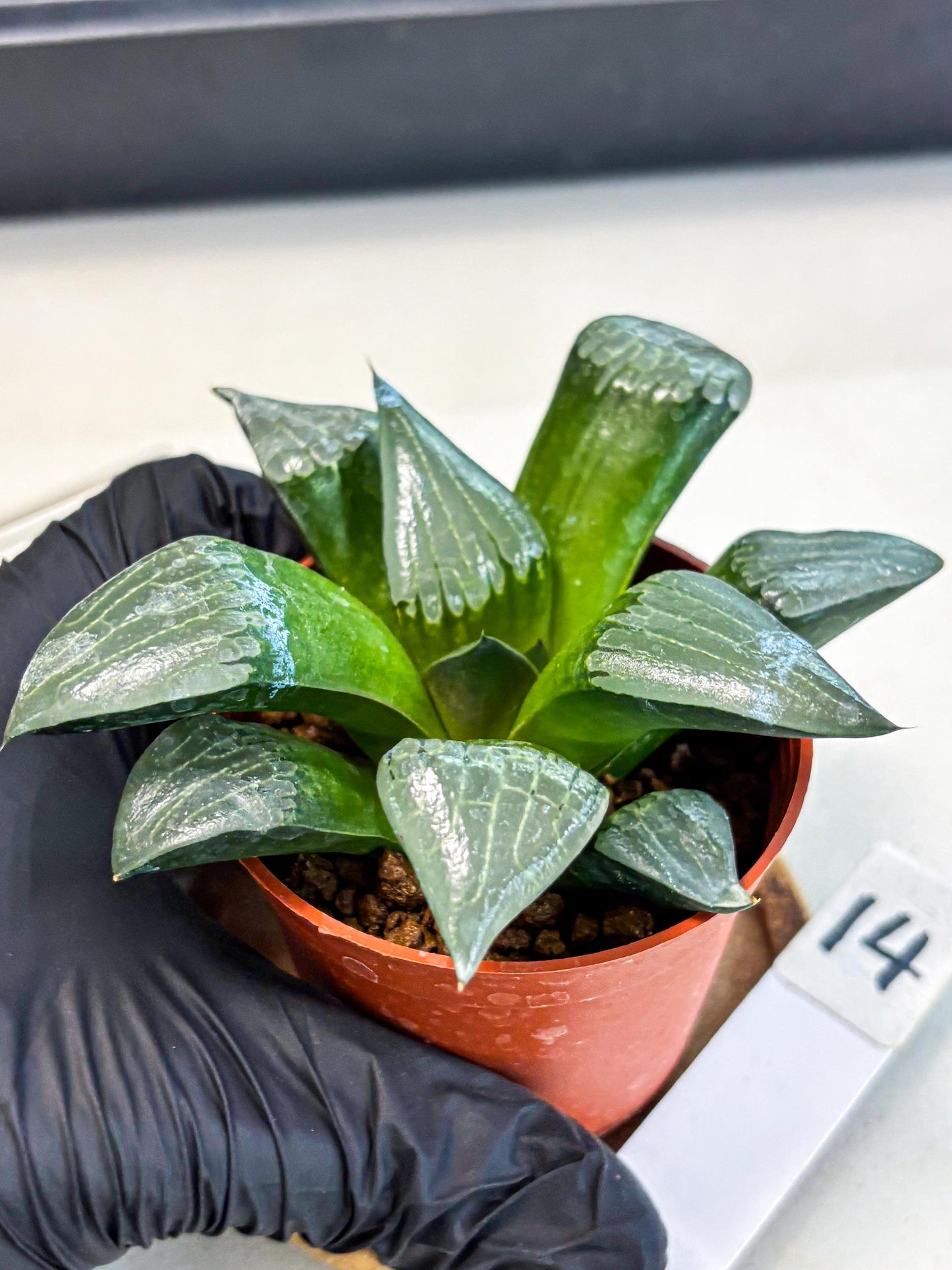Haworthia Afang Gong (wa5) (p14) | Rare Import