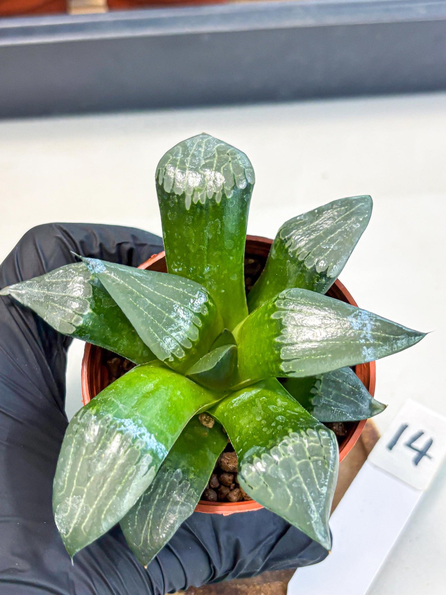 Haworthia Afang Gong (wa5) (p14) | Rare Import
